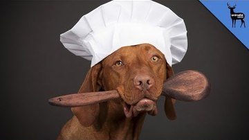 How Medieval Dogs Helped in the Kitchen