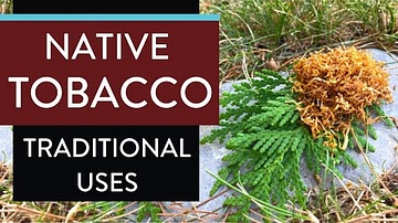 Native Tobacco - Traditional Uses of Tobacco as a Sacred Medicine